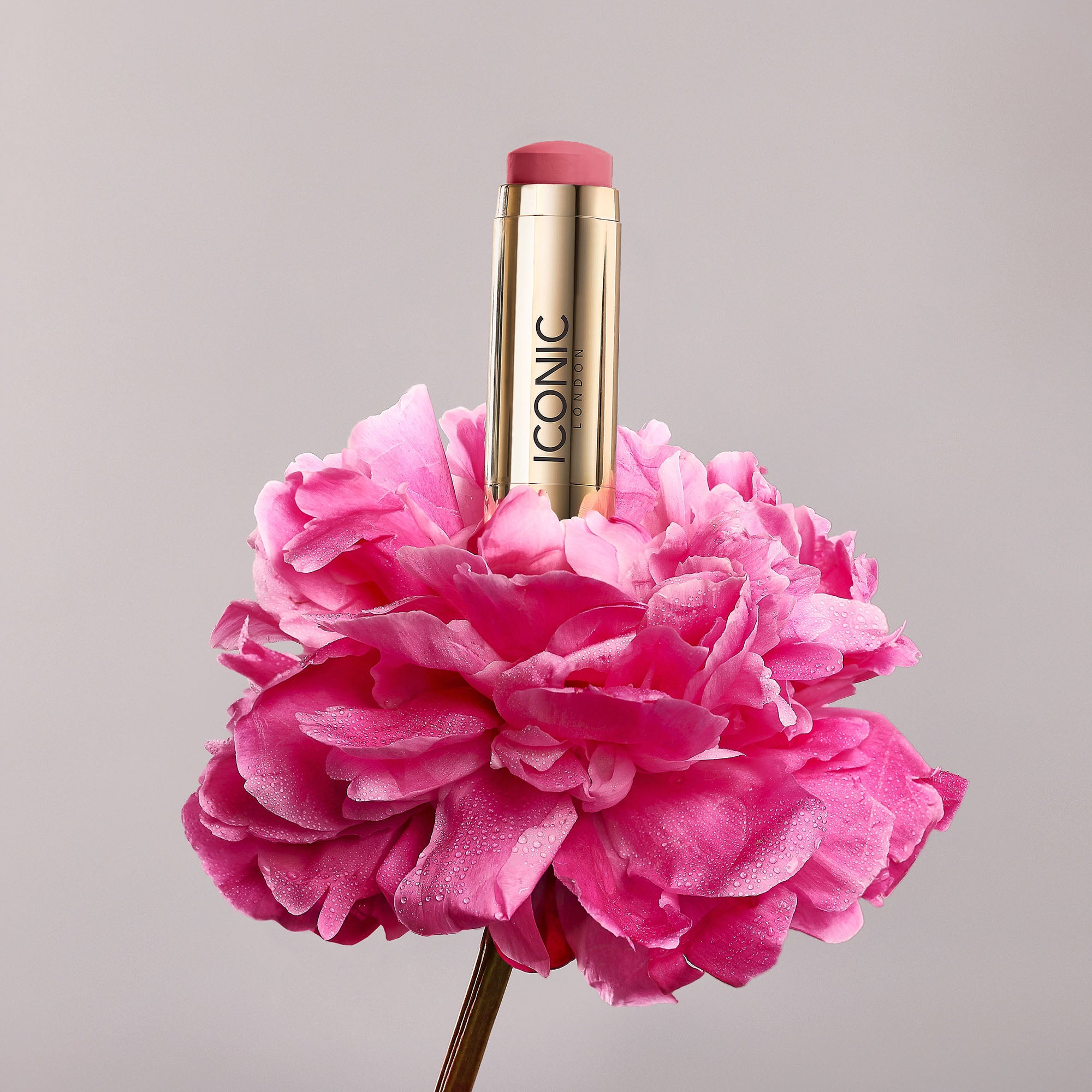 colour_Cosmo Blossom